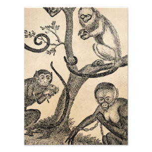 ヴィンテージ猿のイラストレーション- 1800's猿 フォトプリント           