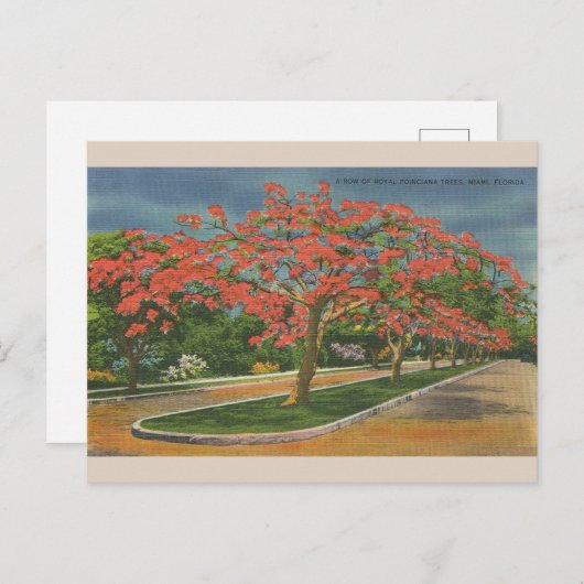 ヴィンテージ王室のポインシアナツリーズマイアミフロリダ ポストカード (正面/裏面)