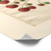 ヴィンテージ王室のラズベリープリント ポスター (角)