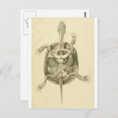 ヴィンテージ生物亀の解剖学 ポストカード (正面/裏面)