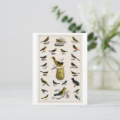 ヴィンテージ用鳥類図葉書 ポストカード (スタンド正面)