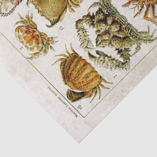 ヴィンテージ甲殻類海洋生物の分離 薄葉紙 (詳細)