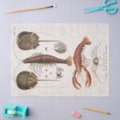 ヴィンテージ甲殻類科学デコパージュ 薄葉紙 (クラフト)