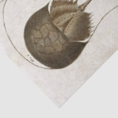 ヴィンテージ甲殻類科学デコパージュ 薄葉紙 (詳細)