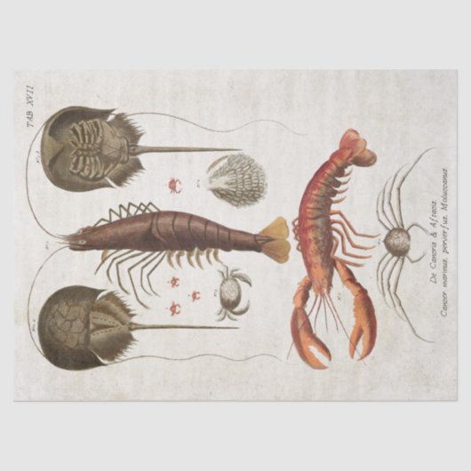 ヴィンテージ甲殻類科学デコパージュ 薄葉紙 (正面)