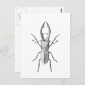 ヴィンテージ甲虫イラストレーションカード ポストカード (正面/裏面)