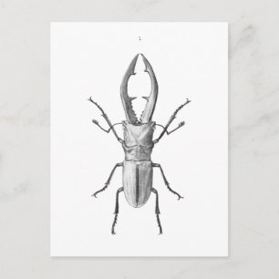 ヴィンテージ甲虫イラストレーションカード ポストカード