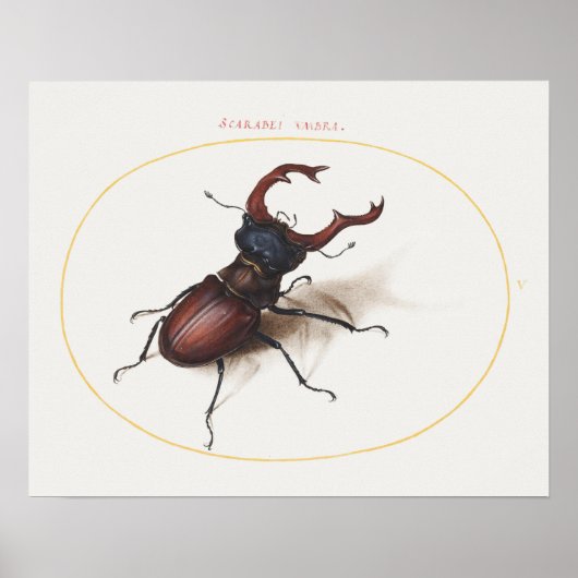 ヴィンテージ甲虫イラストレーションポスター ポスター (正面)