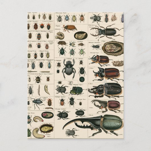 ヴィンテージ甲虫イラストレーション ポストカード (正面)