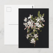 ヴィンテージ白つつじ開花 ポストカード (正面/裏面)