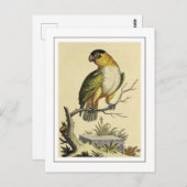 ヴィンテージ白焼きオウム ポストカード (正面/裏面)