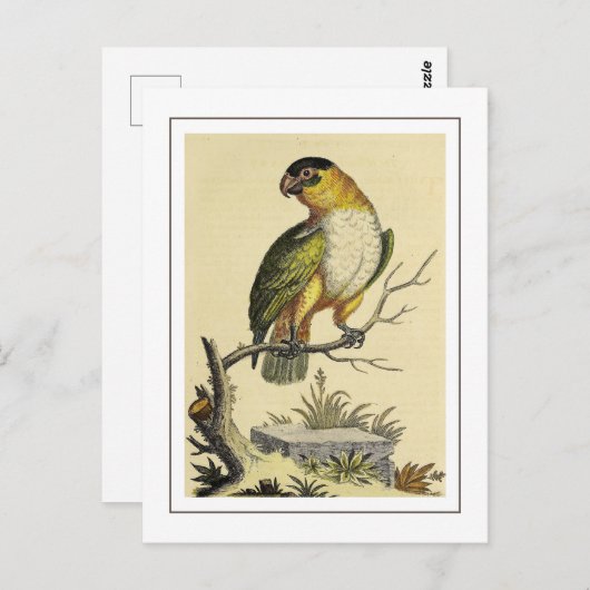 ヴィンテージ白焼きオウム ポストカード (正面/裏面)