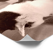 ヴィンテージ白猫 ポスター (角)