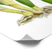 ヴィンテージ白蘭の花 – ポスター (角)