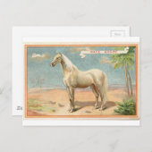 ヴィンテージ白馬図 ポストカード (正面/裏面)