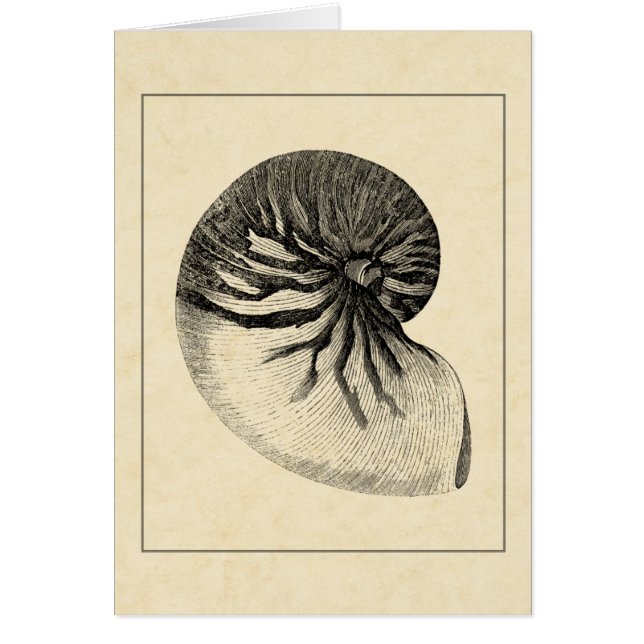 ヴィンテージ白黒コンチシェル (正面)