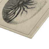 ヴィンテージ白黒コンチシェル カッティングボード (角)