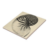 ヴィンテージ白黒コンチシェル タイル (側面)