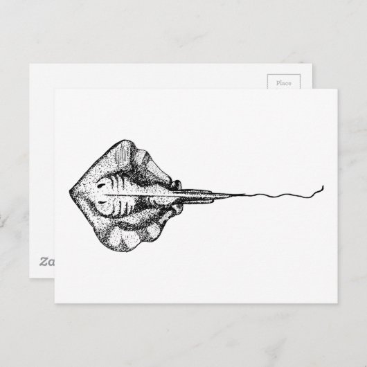 ヴィンテージ白黒スティングレイイラストレーション ポストカード (正面/裏面)