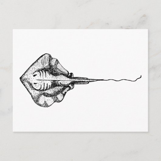 ヴィンテージ白黒スティングレイイラストレーション ポストカード (正面)