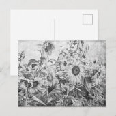 ヴィンテージ白黒ヒマワリ場 ポストカード (正面/裏面)