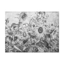 ヴィンテージ白黒ヒマワリ場