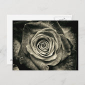ヴィンテージ白黒ローズ ポストカード (正面/裏面)