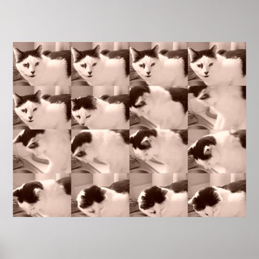 ヴィンテージ白黒猫 ポスター (正面)