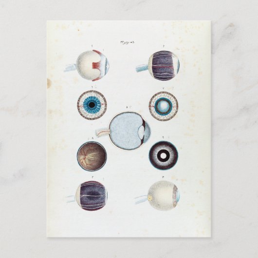 ヴィンテージ眼構造 ポストカード (正面)