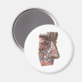 ヴィンテージ科学人体解剖学、鼻のある顔 マグネット (正面/裏面)