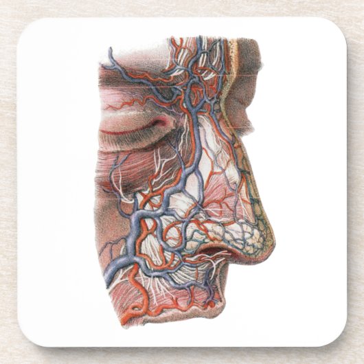 ヴィンテージ科学人間の解剖学、鼻との顔 コースター (正面)