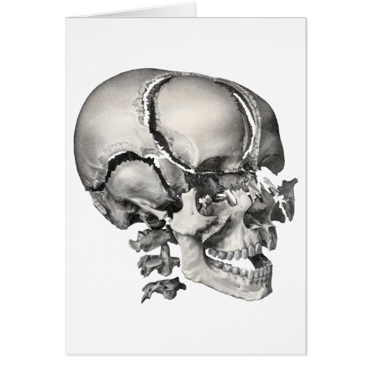 ヴィンテージ科学人間解剖学アンティークスカル (正面)