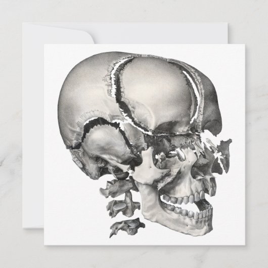 ヴィンテージ科学人間解剖学アンティークスカル (正面)