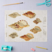 ヴィンテージ科学軟体動物のイラストレーションの分離 薄葉紙 (クラフト)