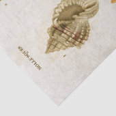 ヴィンテージ科学軟体動物のイラストレーションの分離 薄葉紙 (詳細)