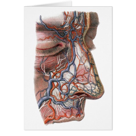 ヴィンテージ科学 人体解剖学、鼻のある顔 (正面)