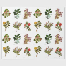 ヴィンテージ科学NZの花