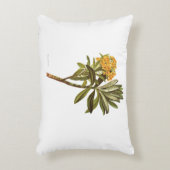 ヴィンテージ科学NZの花- Senecioのhuntii アクセントクッション (正面(垂直))