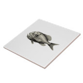 ヴィンテージ科学NZの魚-オレンジRoughy タイル (側面)