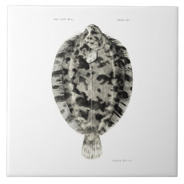 ヴィンテージ科学NZの魚-カレイの一種 タイル