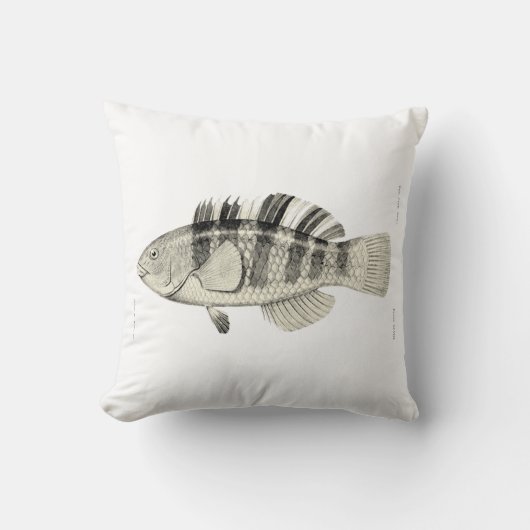 ヴィンテージ科学NZの魚-バンドを付けられたオウムの魚 クッション (正面)