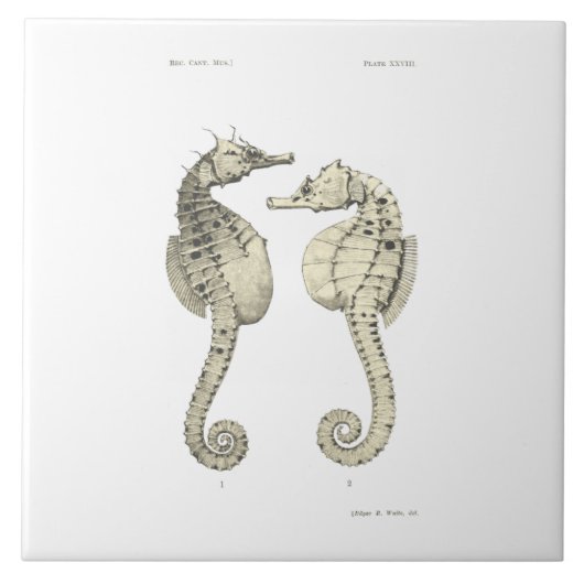 ヴィンテージ科学NZの魚-大きい腹タツノオトシゴ タイル (正面)