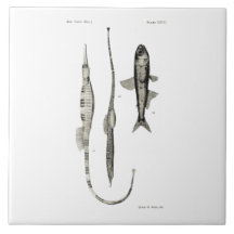 ヴィンテージ科学NZの魚-管およびランタンの魚