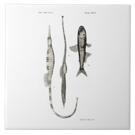 ヴィンテージ科学NZの魚-管およびランタンの魚 タイル