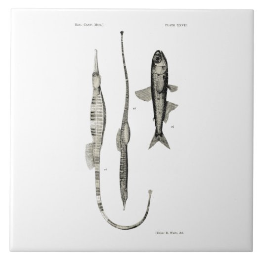 ヴィンテージ科学NZの魚-管およびランタンの魚 タイル (正面)