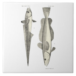 ヴィンテージ科学NZの魚- Hoki タイル