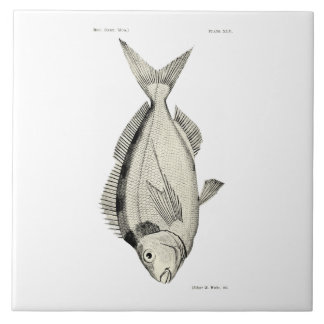 ヴィンテージ科学NZの魚Tarakihi タイル