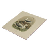 ヴィンテージ科学NZの鳥-ワタリアホウドリ タイル (側面)