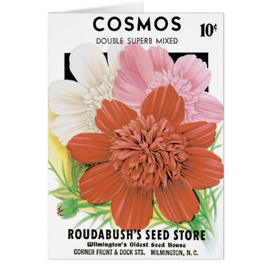 ヴィンテージ種パケットアート、コスモスの庭の花 (正面)