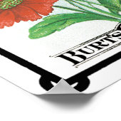 ヴィンテージ種パケットアート、コリオプシス庭の花 ポスター (角)